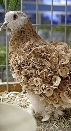 Pigeon Breeds, Fancy Chickens, Beautiful Chickens, Most Beautiful Birds, Unusual Animals, Rare Birds, Rare Animals, Funny Birds, Pet Chickens