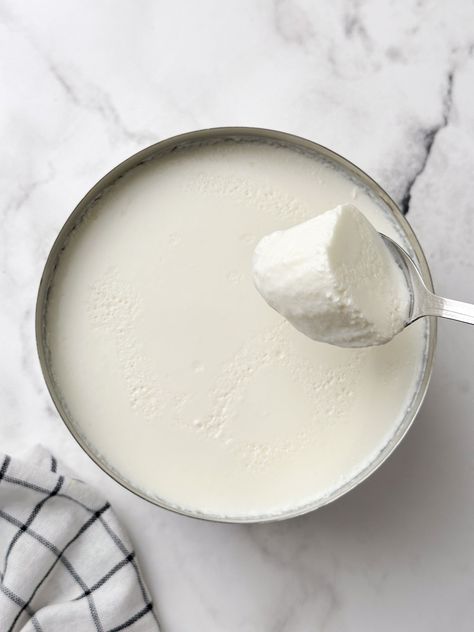 a bowl of fresh homemade curd (yogurt) with a spoon full of curd Indian Yogurt, Homemade Yogurt Recipes, Yogurt Benefits, Fermented Milk, Home Indian, Curd Recipe, Veggie Delight, Most Nutritious Foods, Low Fat Yogurt