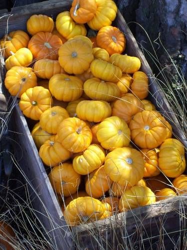 Autumn Country, Yellow Pumpkin, Crisp Air, Fall Outdoor Decor, Fall Decorations Porch, Harvest Time, Mini Pumpkins, Autumn Beauty, Baby In Pumpkin