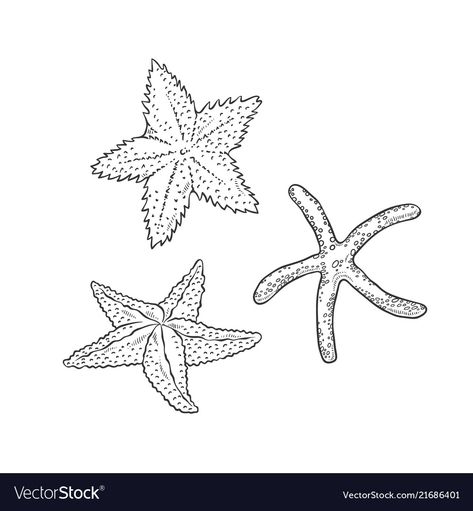 Sea Stars Drawing, Star Fish Tattoo Design, Sea Star Illustration, Sea Star Drawing, Starfish Doodle, Sea Star Tattoo, Starfish Sketch, Seastar Tattoo, Star Fish Tattoo