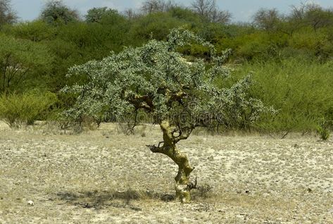 Commiphora myrrha tree. Common myrrh tree, Commiphora myrrha or gum myrrh of the , #ad, #tree, #Common, #Commiphora, #myrrha, #myrrh #ad Sacred Plant, Greek Myth, Bonsai Trees, Greek Myths, Yemen, Bonsai Tree, Oman, Kenya, Stock Images Free