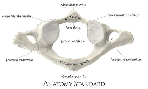 Biology Diagrams, Human Skeleton Anatomy, Vertebral Artery, Skeleton Anatomy, Spinal Surgery, Cervical Vertebrae, Body Anatomy, The Atlas, Human Anatomy