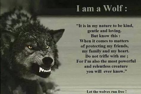 me....summarized Wolf Pack Quotes, Lup Singuratic, Lone Wolf Quotes, Wolf Quotes, Wolf Love, Warrior Quotes, Animal Facts, Lone Wolf, A Wolf