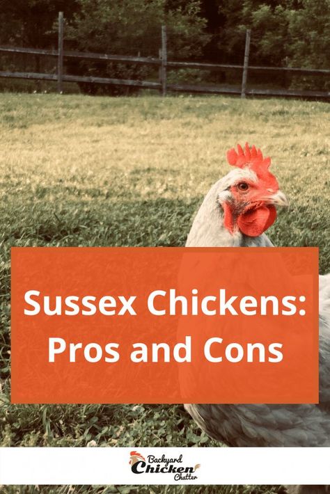 Small Chicken Breeds, Chicken Breeds For Eggs, Frizzle Chickens, Molting Chickens, Sussex Chicken, Homestead Animals, Crazy Chicken, Raising Backyard Chickens, Metal Chicken