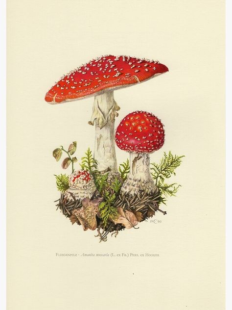 Fly Amanita, Illustration Botanique Vintage, Era Victoria, Red Mushrooms, Mushroom Pictures, Mushroom Drawing, Illustration Botanique, Botanical Illustration Vintage, Vintage Mushroom