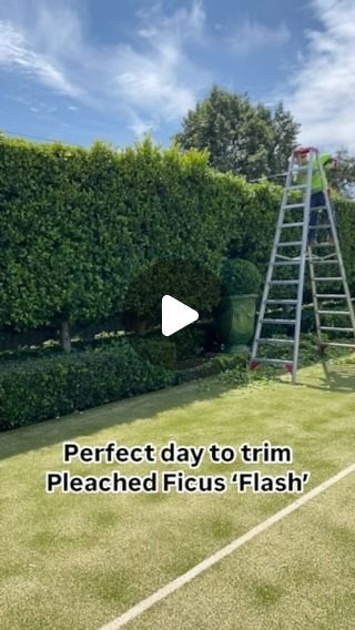 ANDREW STARK on Instagram: "#andrewstark #andrewstarkgardens #andrewstarkgardendesign #gardendesign #gardendesignmelbourne #hedges #topiary #pruning #gardenreno #gardenrenovation #gardenlovers #ficus #fig #ficusflash #ficushedge #fighedge #winter #wintergarden #wintergardens #trimming #hedgework" Ficus Hedge, Hedges, Fig, Reno, Landscaping, Melbourne, Flash, On Instagram, Instagram