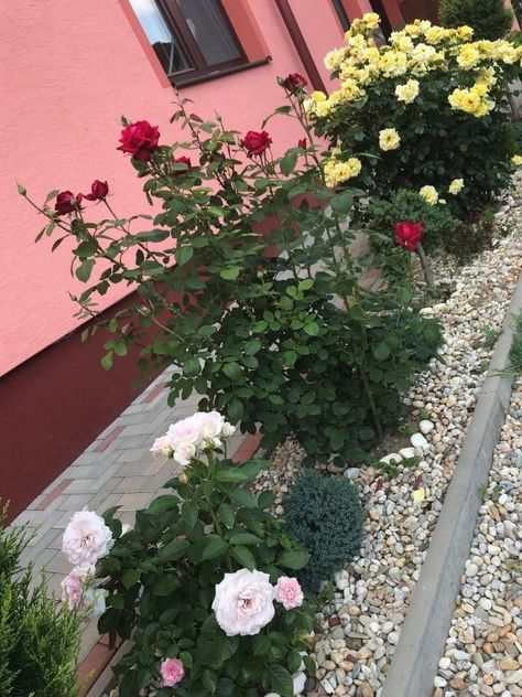 Roses Plants Gardening, Rose Front Yard, What To Plant With Roses, Rose Garden Ideas, Rose Garden Landscape, Rose Plant Care, Landscaping With Roses, Rose Garden Design, Rose Plant