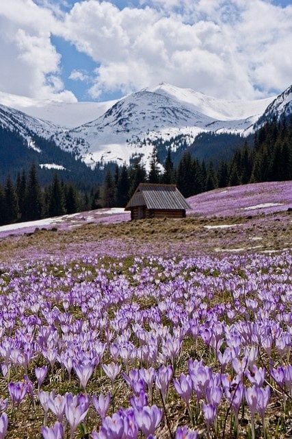 Tatra Mountains, Jolie Photo, Pretty Places, Places Around The World, Beautiful World, Beautiful Landscapes, Purple Flowers, The Great Outdoors, Wonders Of The World