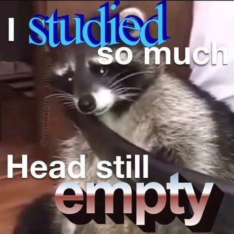 Raccoon Memes, College Memes, Text Memes, Funny Animal Photos, Raccoon Funny, Trash Panda, Racoon, Funny Reaction Pictures, Cute Memes