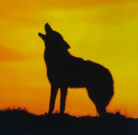 A silhouetted coyote howls at sunset at the Vermilion Cliffs Nat'l Monument in Arizona. Desert Coyote Art, Coyote Painting, Wildlife Silhouette, Coyote Art, Desert Coyote, Coyote Howling, Cigarbox Guitar, Coyote Animal, Vermilion Cliffs