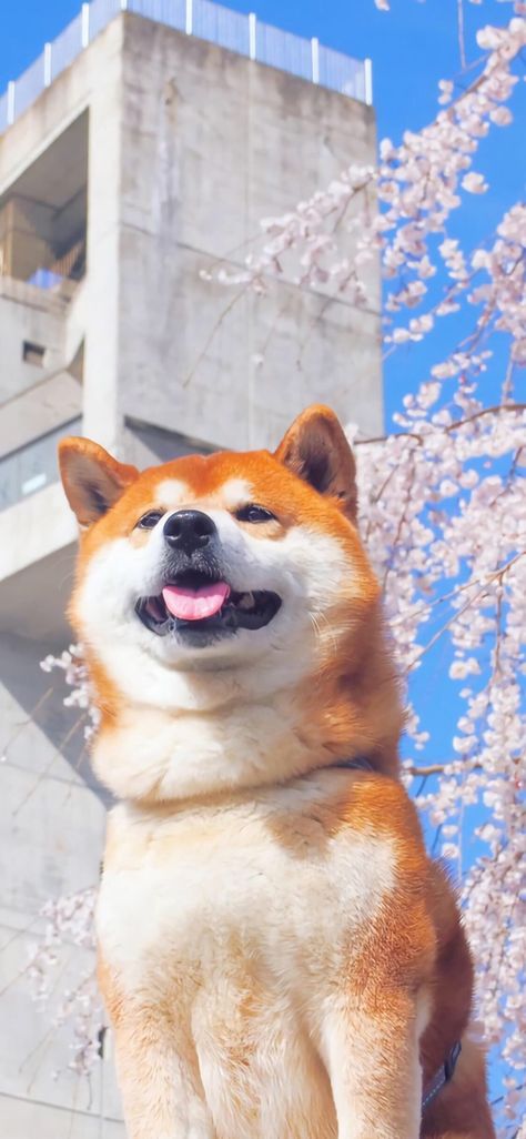 Shiba Inu Puppy Wallpaper, Cute Shiba Inu Wallpaper, Shiba Inu Dog Wallpaper, Shiba Inu Aesthetic, Shiba Inu Wallpaper, Shiba Wallpaper, Cute Dog Wallpaper, Cute Dogs Images, Puppy Wallpaper