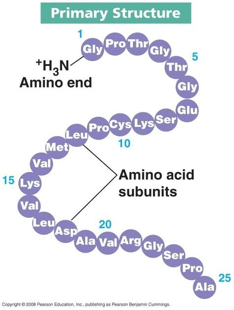 Primary structure. Primary Structure Of Proteins, Animal Structure, Protein Structure, Pancakes Protein, Mid Term, A Level Biology, Protein Dinner, Biology Facts, Medical Laboratory Science