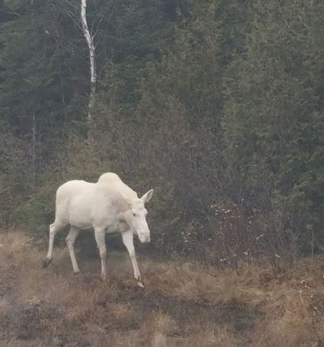 Moose Aesthetic, Tufted Deer, Albino Moose, Behold A Pale Horse, Water Deer, Off With Her Head, The White Knight, Mysterious Skin, White Tailed Deer