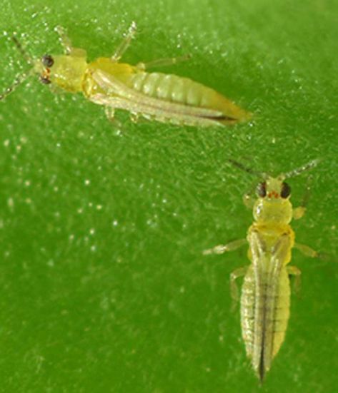 What are Thrips and How to Get Rid of Them - Online Pest Control Bad Bugs, Insecticidal Soap, Garden Insects, Plant Diseases, Garden Pests, Good And Bad, Green Garden, Mulch, Pest Control