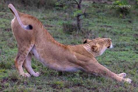 Lion Stretch by Mario Moreno - Photo 146729501 - 500px Crest Tattoo, Maasai Mara, Cats Cradle, Cheetahs, The Pride, Maasai, Cat Photo, Big Cats, Wild Cats