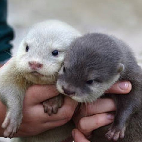 Baby Otters(: I want one!! Baby Otter, Otter Love, Baby Otters, Animal Baby, Cute Creatures, Sweet Animals, Goldendoodle, Cute Little Animals, 귀여운 동물