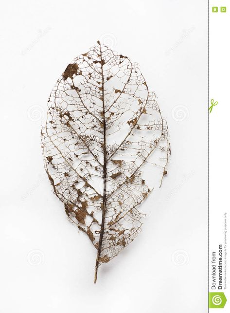 Dry Leaf Painting, Skeletal Leaves, Leaf Skeleton, Leaf Drawing, Leaf Texture, Poetry Art, Dry Leaf, A Level Art, Nature Tattoos