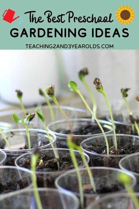 This collection of preschool gardening ideas is not just about planting, but is also filled with activities related to gardening. Seed exploration, bug houses, bugs made from stones, and more! Perfect for your gardening theme. #gardening #spring #preschool #nature Toddler Gardening, Seeds Preschool, Preschool Gardening, March Preschool, Easter Sensory, Sun Theme, Gardening Activities, Preschool Garden, Planting For Kids