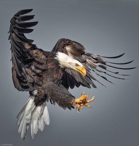 Bird Attacking, Landing Eagle, Bald Eagle Photography, Raptor Bird Of Prey, Bird Attack, Eagle Hunting, Dog Drawing Simple, Haliaeetus Leucocephalus, Animal Hunting