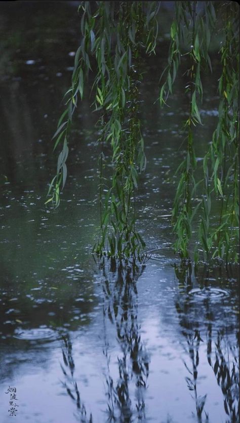 Chinese Aesthetic, Chinese Garden, Plant Aesthetic, Willow Tree, Dark Photography, Nature Aesthetic, Flowers Nature, Green Aesthetic, Scenery Wallpaper