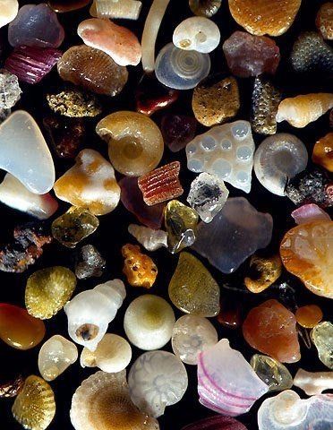 Shells and sand magnified Sand Microscope, Microscopic Sand, Magnified Sand, Sand Under Microscope, Auguries Of Innocence, Microscopic Images, Geology Rocks, Dream Gift, Rocks And Minerals