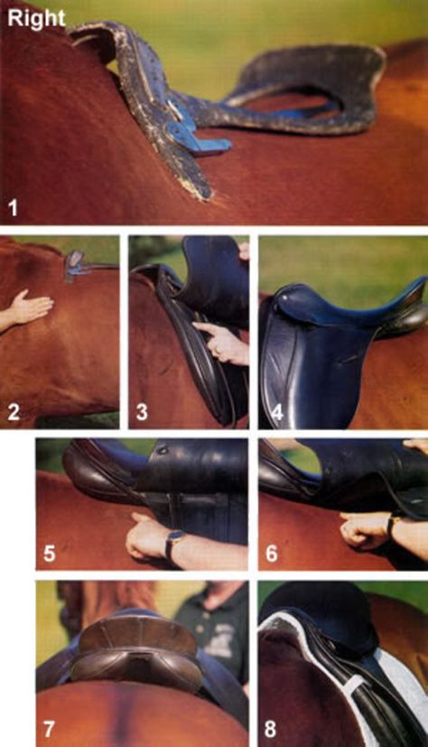 Does Your Dressage Saddle Fit? | Expert advice on horse care and horse riding Horse Information, Horse Care Tips, Horse Facts, Saddle Fitting, Horse Riding Tips, Horse Anatomy, Horse Training Tips, Horse Equipment, Dressage Saddle