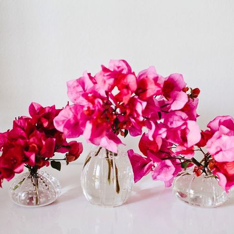 Bougainvillea Mexican Valentines, Bougainvillea Wedding, Colorful Centerpieces, Wedding Motifs, Simple Wedding Centerpieces, Unique Wedding Flowers, Wedding Floral Centerpieces, Flower Centerpieces Wedding, Wedding Flower Arrangements