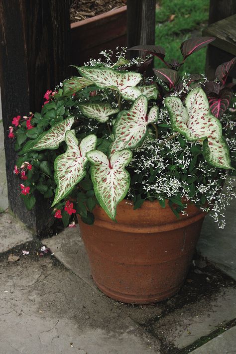 Caladium Container Ideas, Tropical Balcony, Container Flower Garden, Cool Planters, Globe Amaranth, Patio Flowers, Plant Containers, Flower Containers, Potted Plants Outdoor