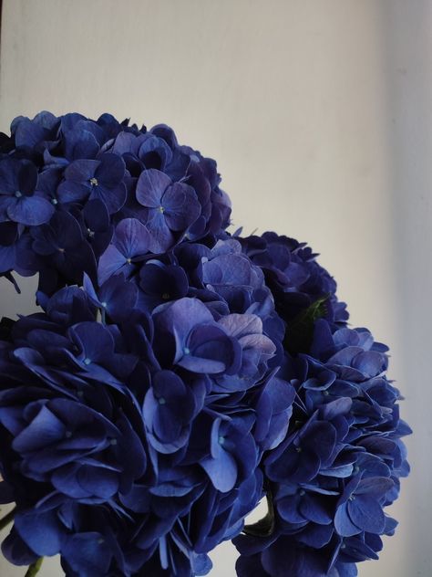 Navy Hydrangea, Dark Purple Hydrangea, Dark Blue Hydrangea, Blue Hortensia, Blue Hydrangea Flowers, Dark Blue Flowers, Plants Are Friends, Hydrangea Purple, Beautiful Bouquet Of Flowers