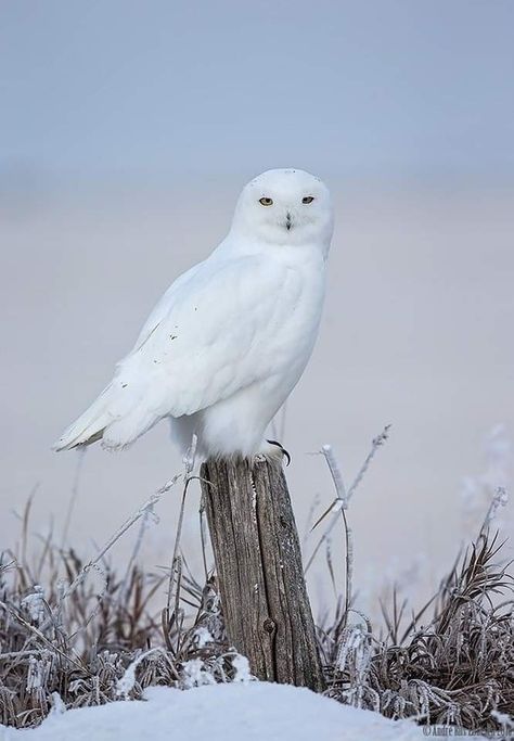 Winter Animal Photography, Snowy Owl Photography, Arctic Owl, White Owls, Snowy Owls, Owl Wings, Snow Animals, Owl Photography, Winter Owl