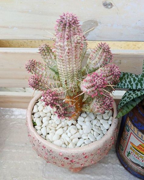 25 Most Charming Pink Succulents | Balcony Garden Web Pink Succulents, Coral Cactus, Ghost Plant, Windowsill Garden, Corn Cob, Pink Moonstone, Types Of Succulents, Colorful Succulents, Cactus Decor