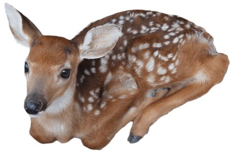 Pngs For Moodboards, Transparent Flowers, Oh Deer, Silly Animals, Baby Deer, Doll Parts, Spirit Animal, Girly Things, Art Inspo