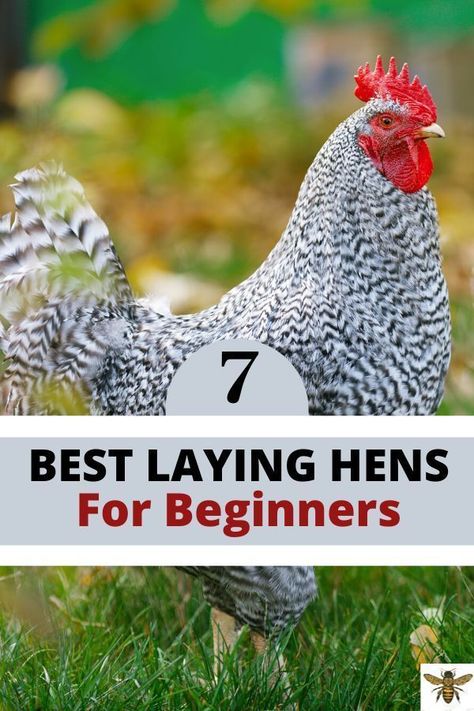 Americauna Chickens, Best Laying Hens, Roasting People, Best Chicken Breeds, Homesteading Hacks, Pet Care Printables, Roast People, Best Laying Chickens, Chickens For Beginners