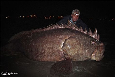 Scary fish Goliath Grouper, Jeremy Wade, River Monsters, Monster Fishing, Cool Fish, Rare Animals, Strange Things, Gone Fishing, Sea Monsters