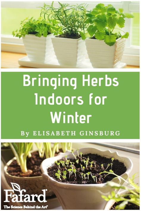 Summer vacation is wonderful for people with culinary herbs.  While you enjoy longer days and uninterrupted stretches of shorts-and-sandals weather, your plants are basking in summer sunshine and warmth.  Basil grows bushy, thyme exudes powerful fragrance, and mints threaten to take over the landscape. #herbs #indoor #growing #winter Winter Herb Garden Outdoor, Winter Herb Garden, Winter Herbs, Herb Boxes Indoor, Herbs To Grow In Winter, Bringing Herbs Inside For Winter, Herbs You Can Grow In Water All Year, Basil Plant Indoors, Pruning Basil