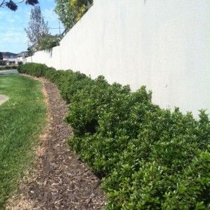 Tom Thumb Box Hedge grows much quicker than English Box and has deep green foliage that remains rich and green throughout the year. Tom Thumb can be maintained as a small to medium sized hedge from 30cm – 90cm tall. It’s hardy to poor soil, drought, heat and frost. Euonymus Hedge, Box Hedge, Euonymus Japonicus, Fast Growing Hedge, Box Hedging, Hedging Plants, Tom Thumb, Evergreen Plants, Plants Garden