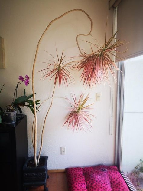 tricolor dracaena marginata Dracaena Marginata, Pretty Plants, Plant Mom, Plant Lady, Dream House Decor, New Wall, Cool Plants, 2 Months, Fell In Love