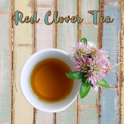 Red Clover Benefits, Tea Magick, Foraging Plants, Clover Tea, Red Clover Tea, Witches Apothecary, Clover Plant, Wild Herbs, Natural Recipes