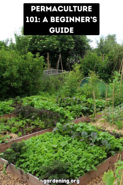 Curious about permaculture? This beginner's guide will walk you through the basics of sustainable living and ecological design principles. Start your journey today! Garden Basics, Permaculture Farming, Permaculture Garden, Permaculture Principles, Ecology Design, Sustainable Gardening, Organic Pest Control, Harmony With Nature, Permaculture Gardening