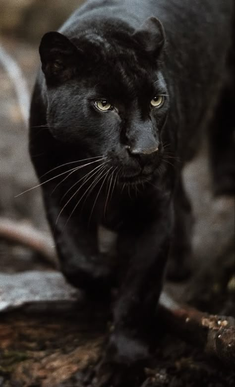 Black Jaguar Animal, Jaguar Panther, Black Panther Cat, Happy And Content, Panther Cat, Jaguar Animal, Scary Cat, Black Jaguar, Cat Hacks