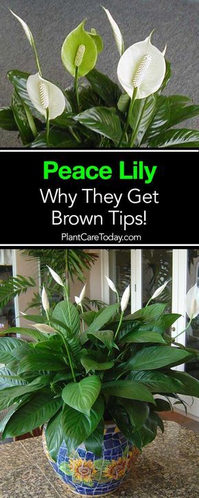 Why Do Peace Lily Get Brown Leaves and Tips Peace Lily Plant Care, Peace Lily Care, Peace Plant, Lily Plant Care, Lily Care, Brown Tips, Peace Lily Plant, Vertical Vegetable Garden, Plant Care Houseplant