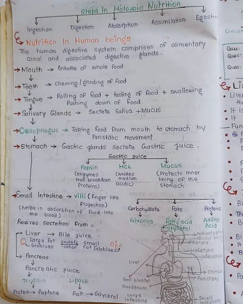 Handwritten notes on the incredible processes that sustain life! 🌱📜"Curious for more? Follow and let me know in the comments if you want the complete notes! 🌟📖" #biologynotes #class10biology #class10importantquestions #examnotes #neetpreparation #biology Life Processes Class 10 Notes, Commerce Notes, Class 10 Notes, Human Digestive System, Gastric Juice, Salivary Gland, Biology Notes, Class 12, Handwritten Notes