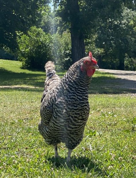 All About the Barred Plymouth Rock Breed Legbar Chickens, Cream Legbar Chickens, Barred Plymouth Rock Chickens, Barred Plymouth Rock, Barred Rock Chickens, Plymouth Rock Chicken, Cream Legbar, Barred Rock, Male Vs Female