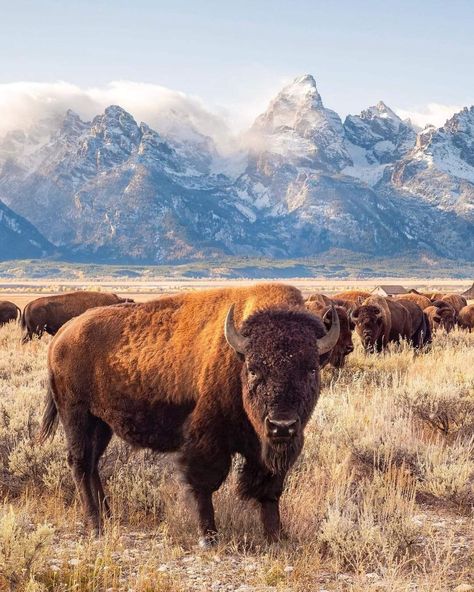 Bison Photography, American Bison, Go Hiking, National Monuments, National Forest, Abandoned Places, Historical Sites, Wyoming, State Parks