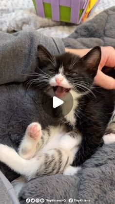 Cats And Kittens Videos, Cute Kittys, Cute Kitten Pics, Adorable Kittens Funny, Cutest Kittens Ever, Kitten Videos, Rescue Kittens, Beautiful Kittens, Adorable Kitten