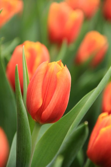 Orange Tulips by Miss Elsie Tulips Orange, Spring Orange, Tulip Garden, Orange Tulips, Tulip Bulbs, Tulips Garden, Spring Tulips, Trendy Flowers, Flowers Spring