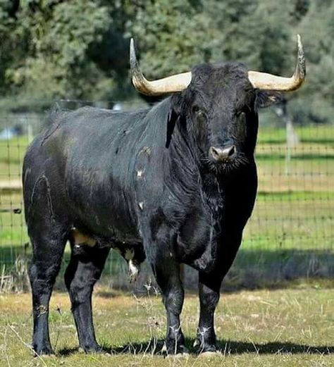 Murteira Grave Nguni Cattle, Bull Pictures, Bucking Bulls, Bull Painting, Bull Cow, Bull Horns, Black Bull, Animal Planet, Wildlife Art