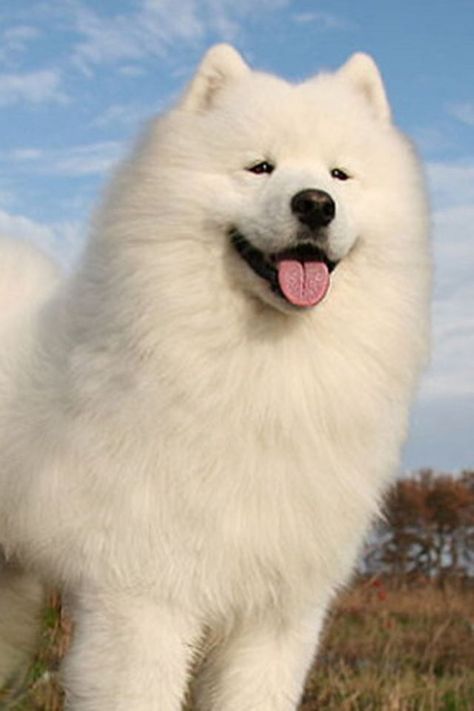 Cute Pet Dog Aesthetic, Samoyed Husky, Samoyed Puppies, Big Dogs Breeds, Biggest Dog In The World, Painting Dogs, Biggest Dog, Cute Fluffy Dogs, Aesthetic Dog