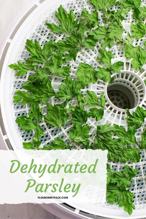 Dehydrating Parsley In Dehydrator, Parsley Preserving, Dehydrated Herbs In Dehydrator, How To Dry Parsley, Dehydrator Herbs, Dehydrate Parsley, Dehydrated Parsley, Dehydrated Herbs, Dehydrated Veggies