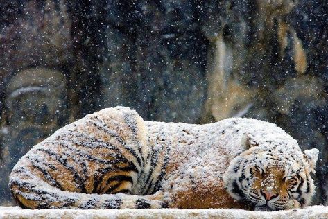 40 Choice Pics Perfect for Any Time - Funny Gallery Snow Tiger, Wild Animals Photos, Siberian Tiger, Pretty Animals, A Tiger, Cute Wild Animals, Amazing Animals, Siberian Husky, Cute Little Animals